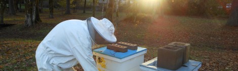 The Secret Lives of Beekeepers